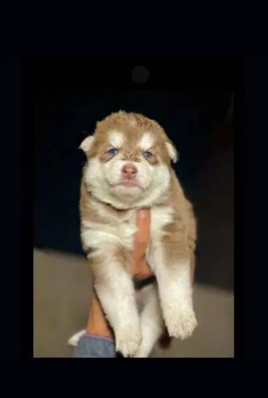 Husky puppies for sale, Siberian Husky puppies Available for sale 10