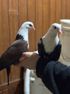 Hand-Tamed Karbalai Pigeons for Sale in Karachi – Premium Breed