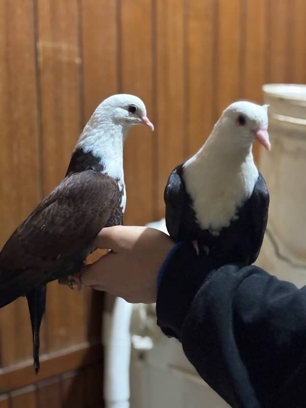 Hand-Tamed Karbalai Pigeons for Sale in Karachi – Premium Breed 0