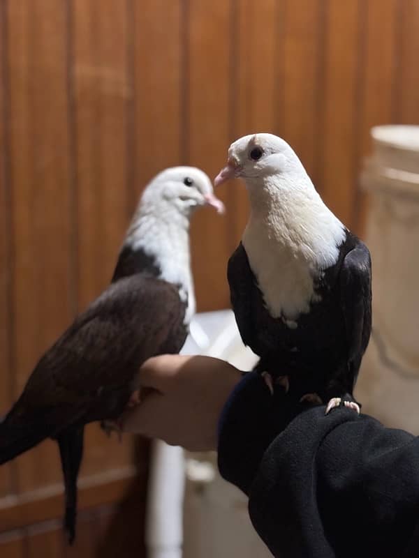 Hand-Tamed Karbalai Pigeons for Sale in Karachi – Premium Breed 1