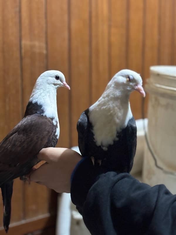 Hand-Tamed Karbalai Pigeons for Sale in Karachi – Premium Breed 2