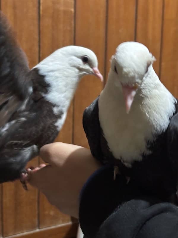 Hand-Tamed Karbalai Pigeons for Sale in Karachi – Premium Breed 3