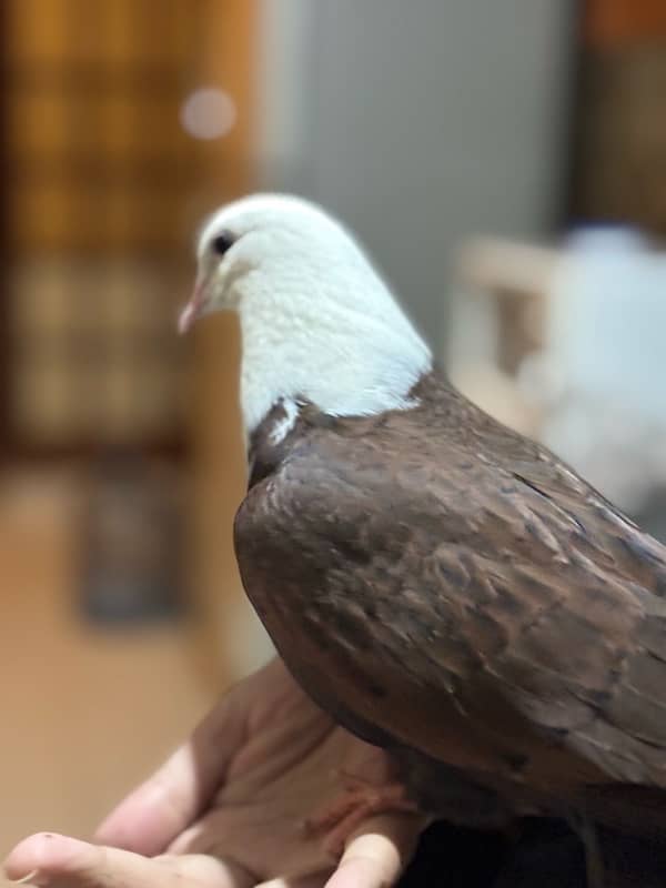 Hand-Tamed Karbalai Pigeons for Sale in Karachi – Premium Breed 4