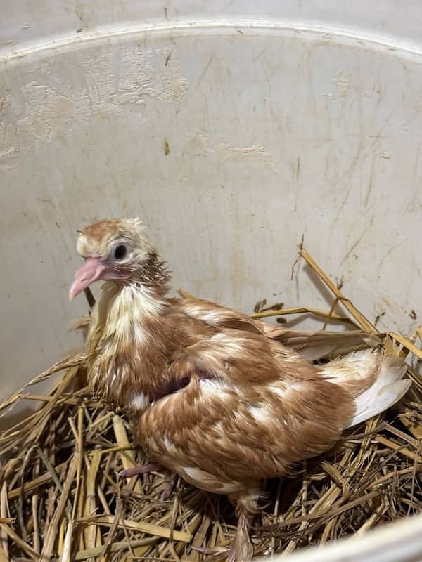 Hand-Tamed Karbalai Pigeons for Sale in Karachi – Premium Breed 5