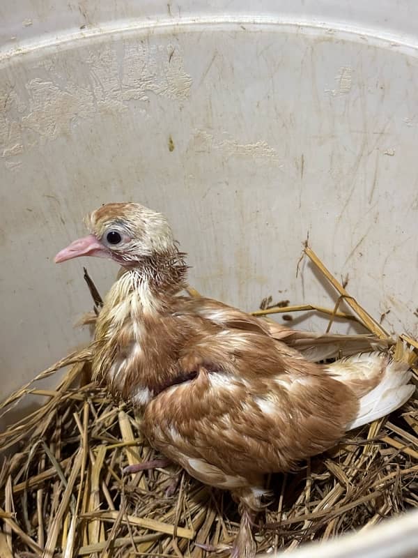 Hand-Tamed Karbalai Pigeons for Sale in Karachi – Premium Breed 8