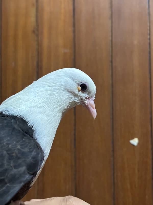 Hand-Tamed Karbalai Pigeons for Sale in Karachi – Premium Breed 9