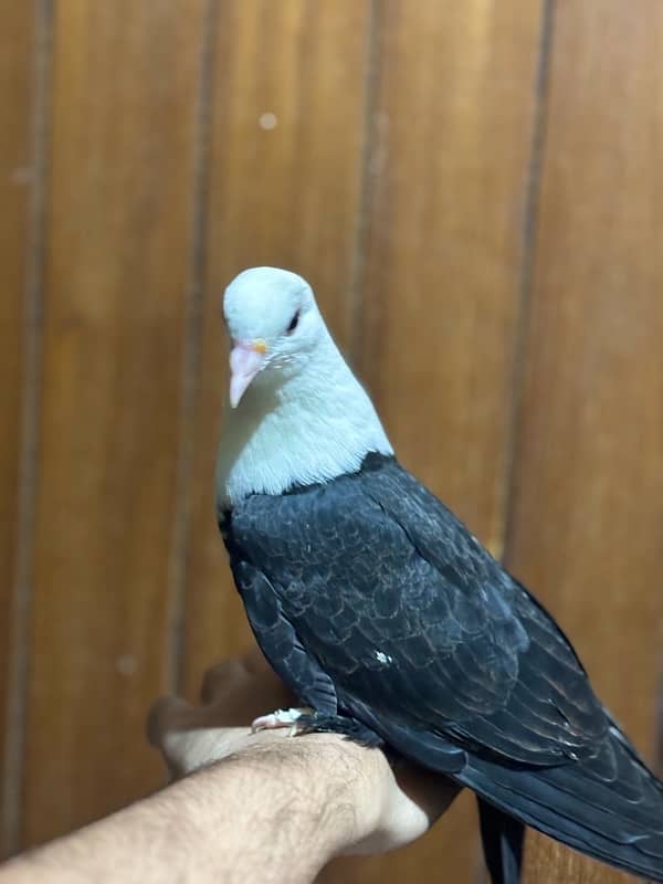 Hand-Tamed Karbalai Pigeons for Sale in Karachi – Premium Breed 10