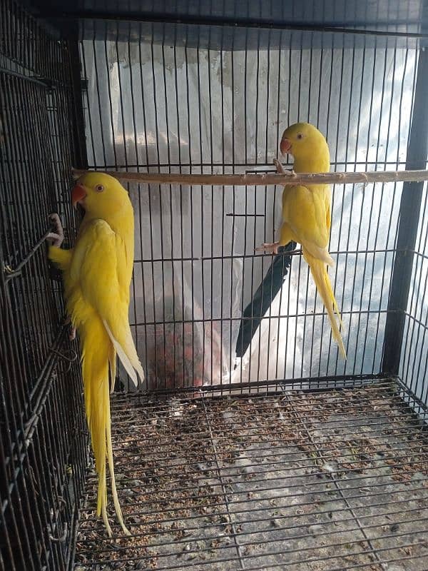 YELLOW love bird RED EYES 1