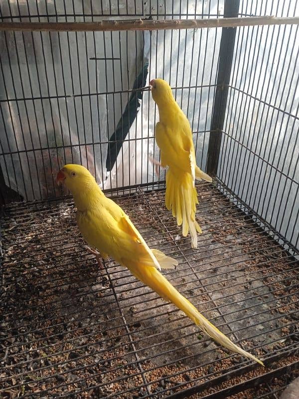 YELLOW love bird RED EYES 2