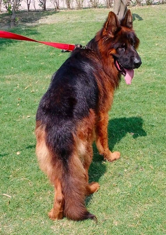 German Shepherd Long Haired 9 months Pair Pedigree tripple coat 0