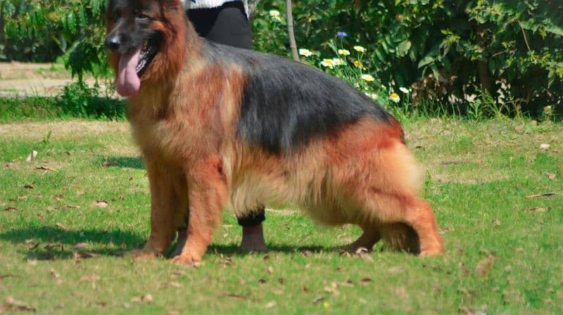 German Shepherd Long Haired 9 months Pair Pedigree tripple coat 2