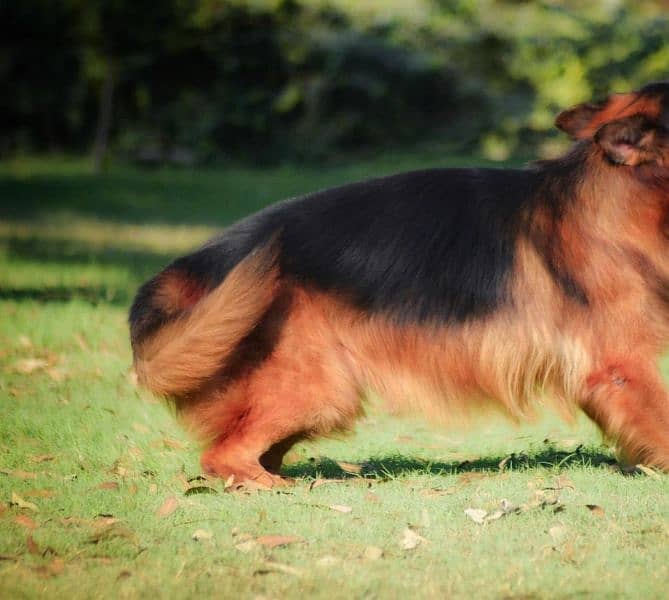 German Shepherd Long Haired 9 months Pair Pedigree tripple coat 3