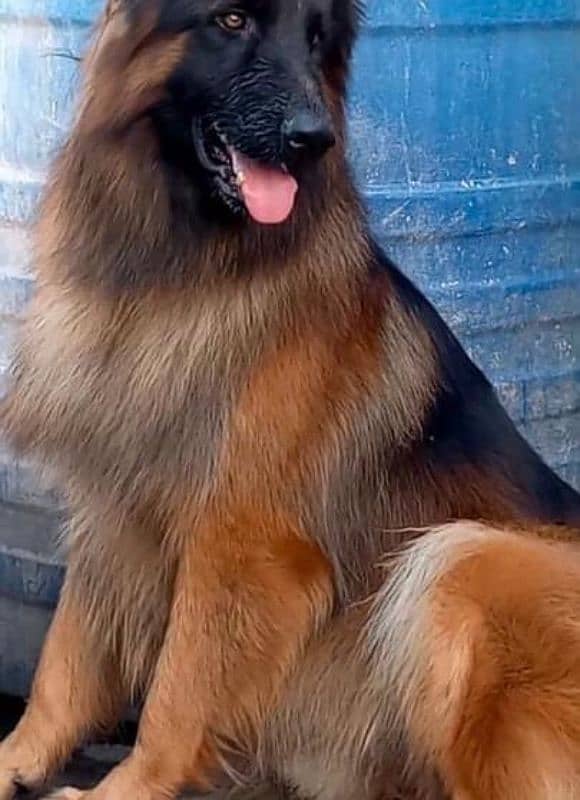 German Shepherd Long Haired 9 months Pair Pedigree tripple coat 4