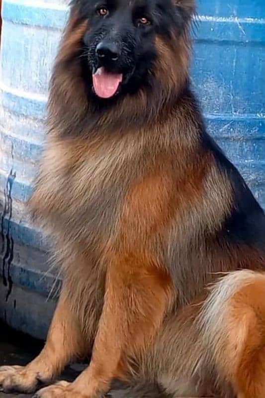 German Shepherd Long Haired 9 months Pair Pedigree tripple coat 5