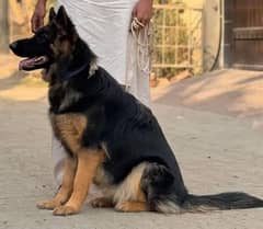 German Shepherd female for sale full active full healthy age 8