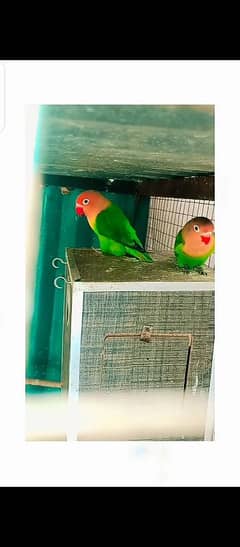 Green opline B2 pair with 4 eggs for sale