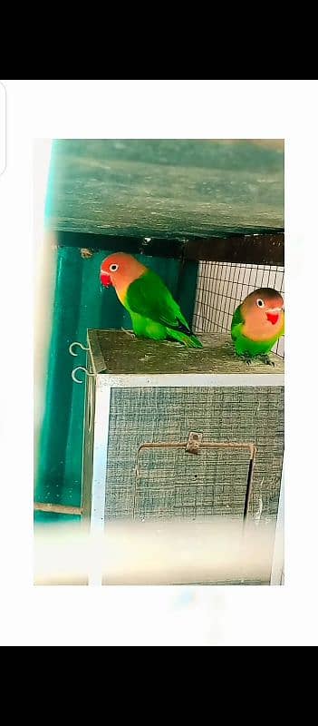 Green opline B2 pair with 4 eggs for sale 0