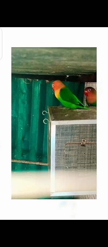 Green opline B2 pair with 4 eggs for sale 1