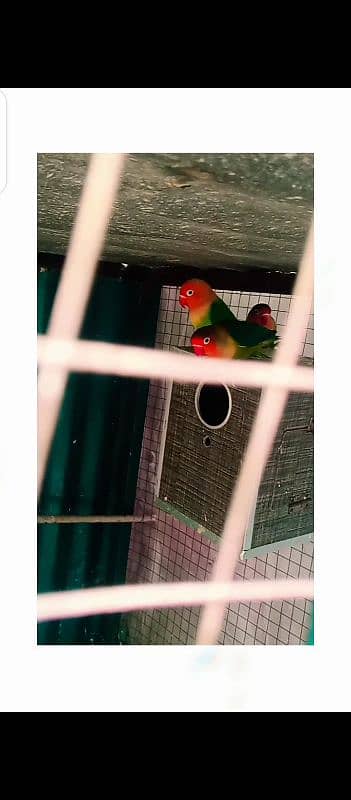 Green opline B2 pair with 4 eggs for sale 2