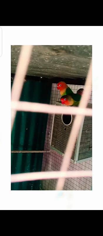 Green opline B2 pair with 4 eggs for sale 3