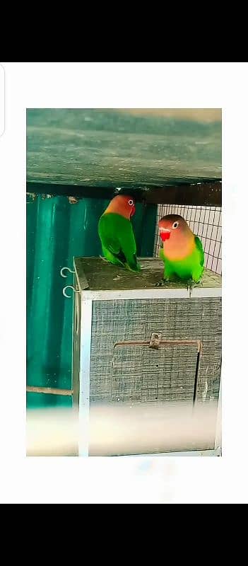 Green opline B2 pair with 4 eggs for sale 5