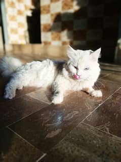 Persian Cat