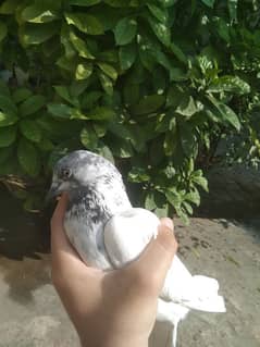 Pigeon for sale ghr ky pally hue