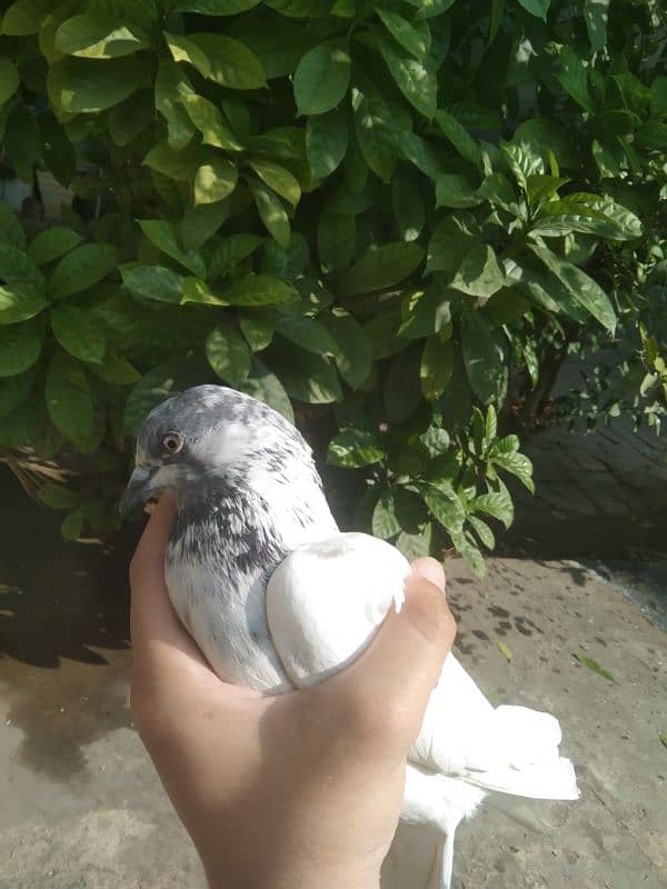 Pigeon for sale ghr ky pally hue 0