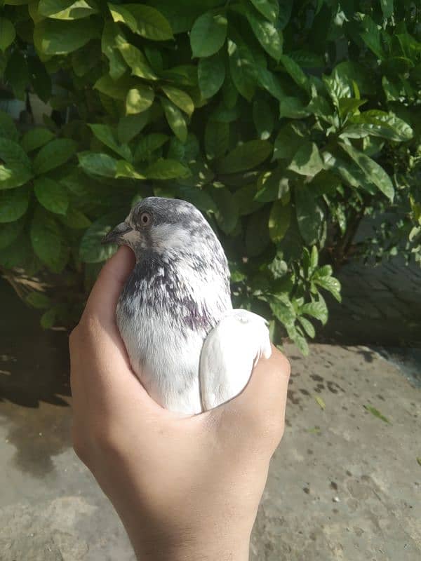 Pigeon for sale ghr ky pally hue 1