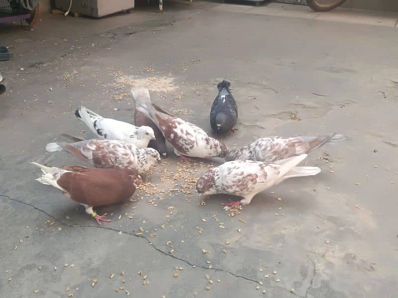 Pigeon for sale ghr ky pally hue 2