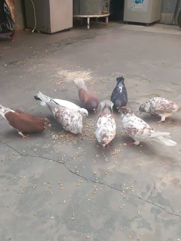 Pigeon for sale ghr ky pally hue 3