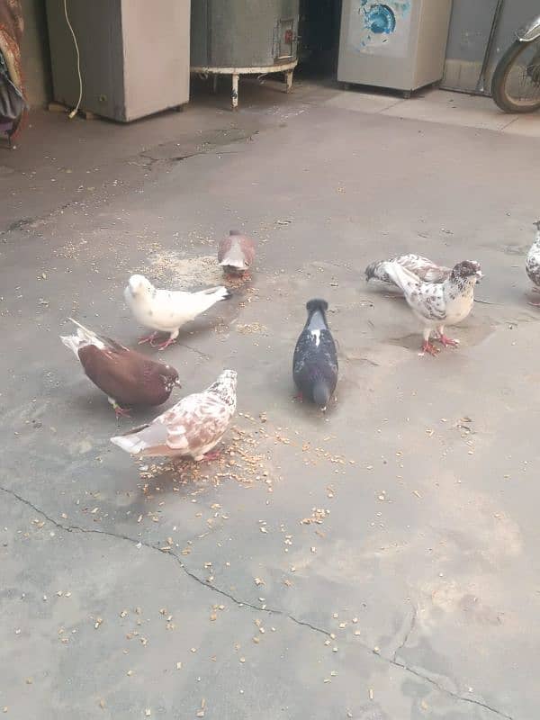 Pigeon for sale ghr ky pally hue 4