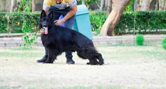 Black German Shepherd Pair Long coated Pedigree 6.5 months