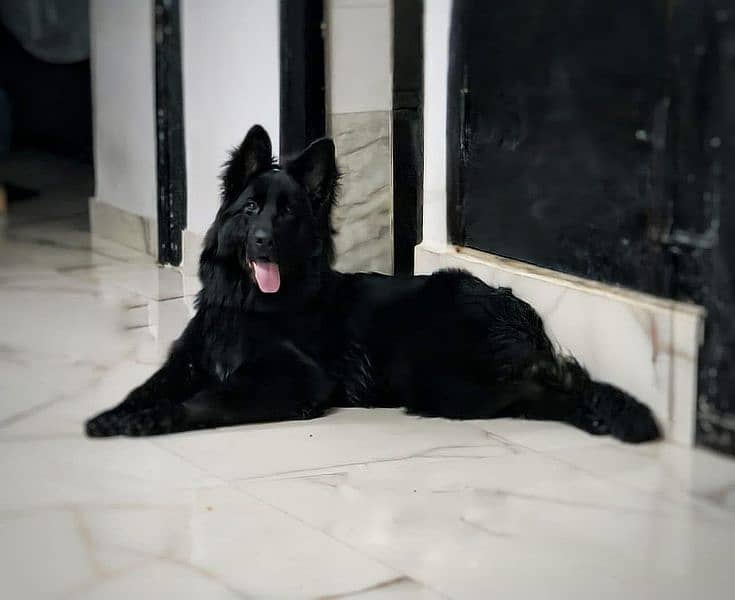 Black German Shepherd Pair Long coated Pedigree 6.5 months 1