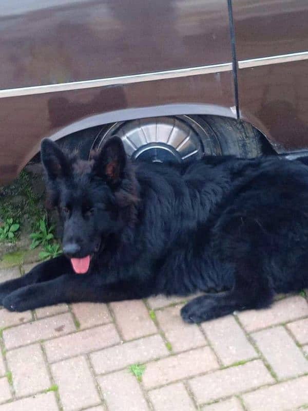 Black German Shepherd Pair Long coated Pedigree 6.5 months 2