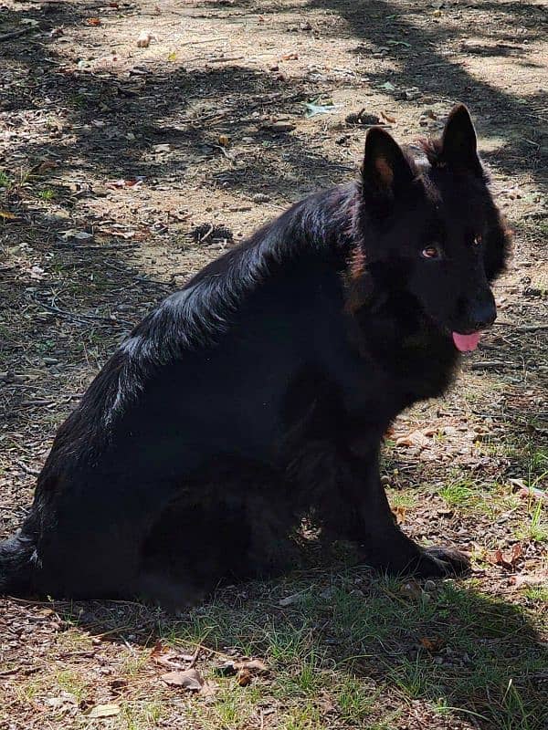 Black German Shepherd Pair Long coated Pedigree 6.5 months 4