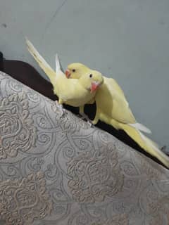 yellow Ringneck pair fully handtamed