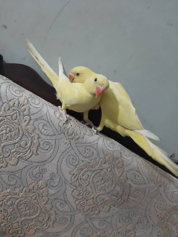 yellow Ringneck pair fully handtamed 0