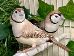 Exotic finches Gouldian red eye blue