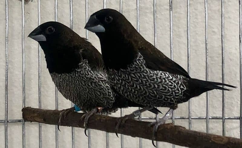 Exotic finches Gouldian red eye blue 15