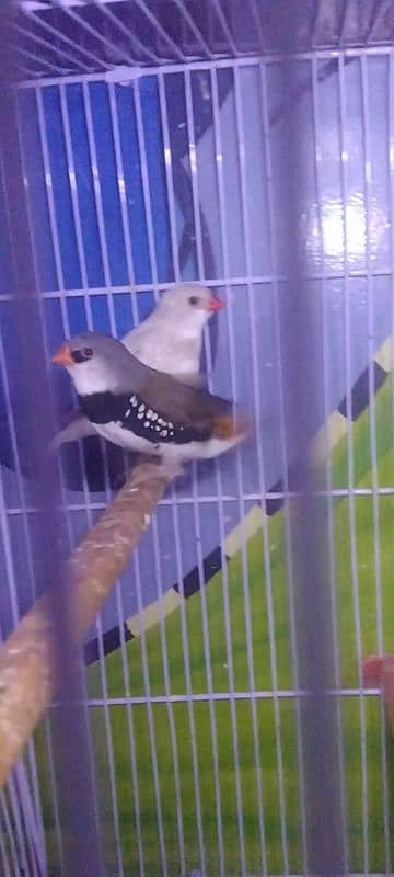 Exotic finches Gouldian red eye blue 16