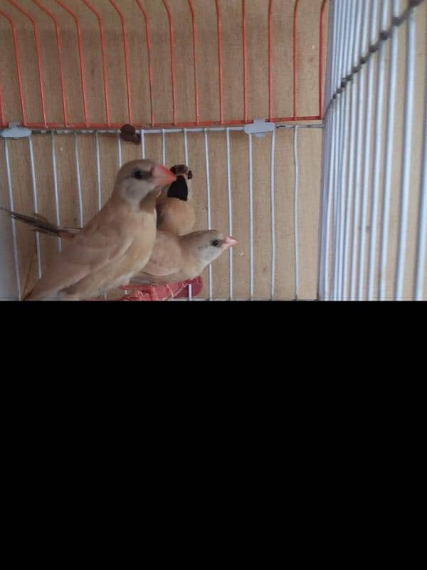 Exotic finches Gouldian red eye blue 17