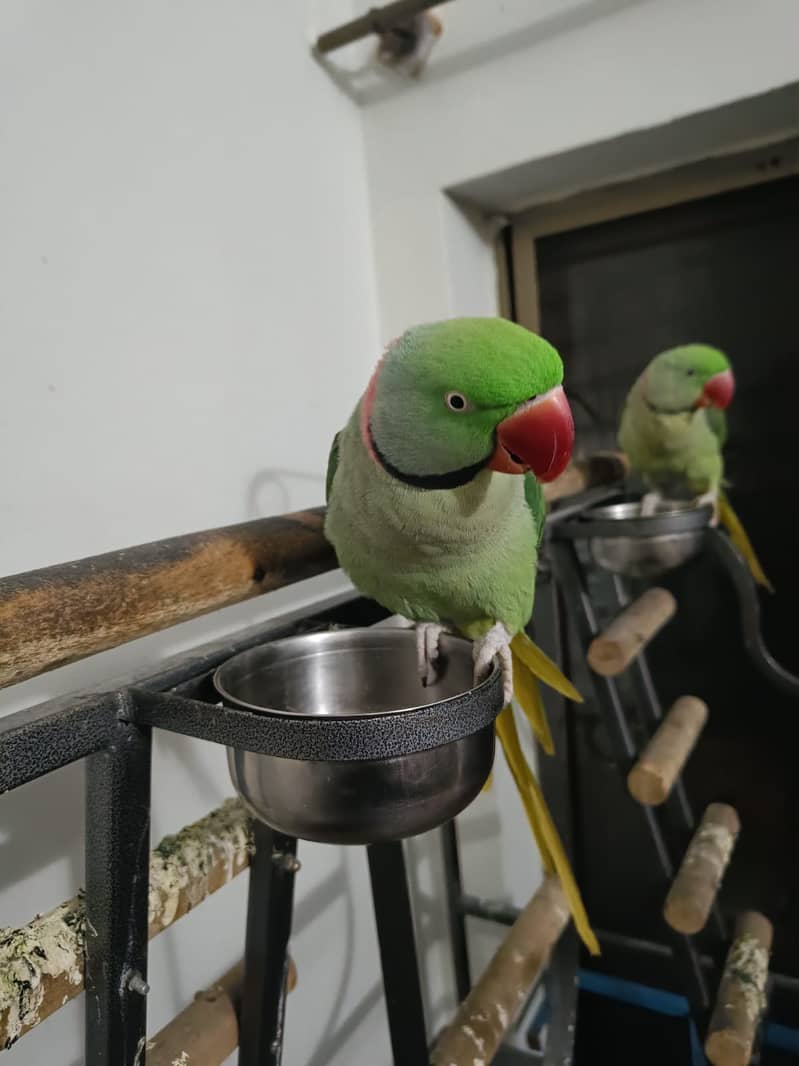 Pair of raw parrots (Both Males) 1