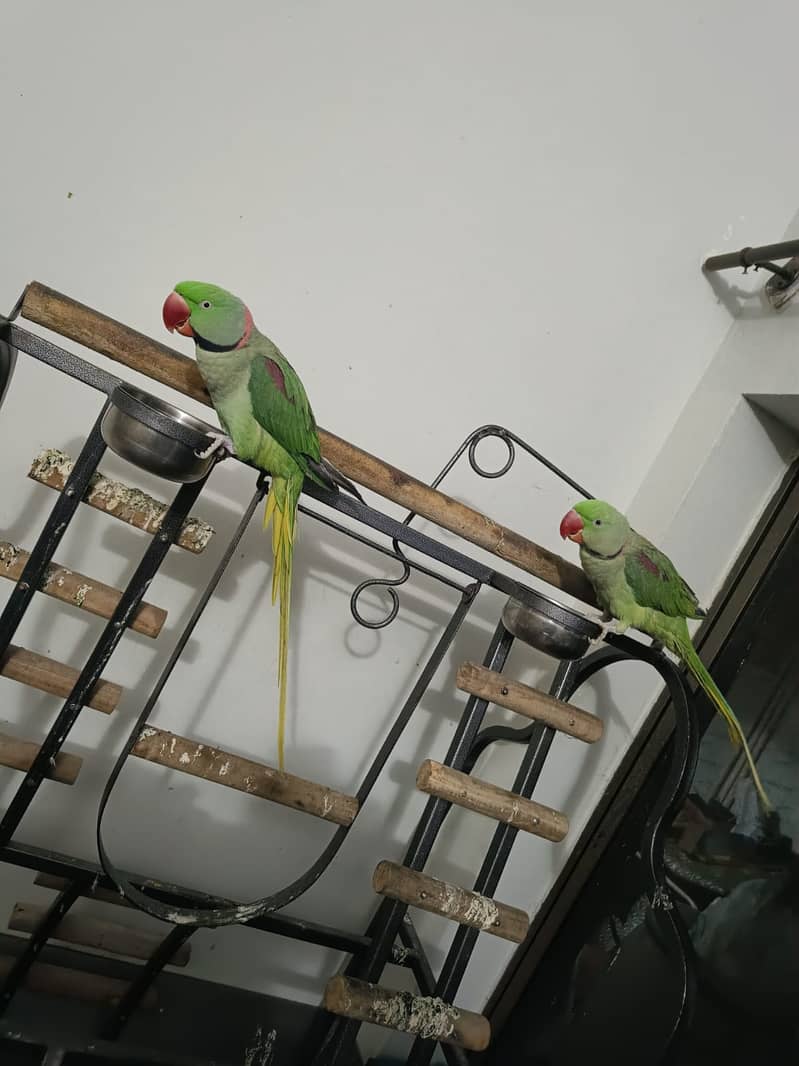 Pair of raw parrots (Both Males) 2