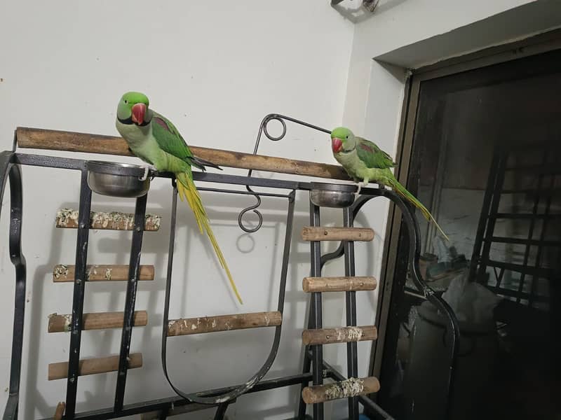 Pair of raw parrots (Both Males) 6