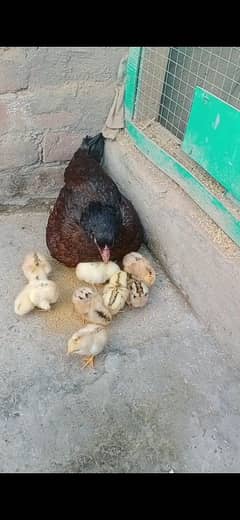 Assel Hen with 12 chicks