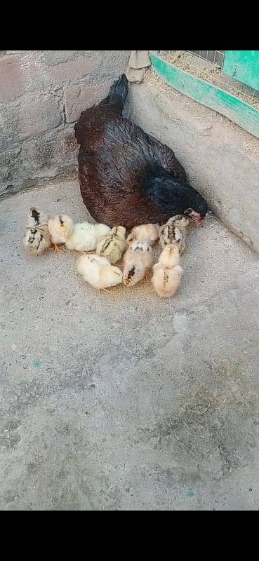 Assel Hen with 12 chicks 1