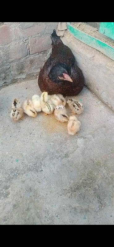 Assel Hen with 12 chicks 2