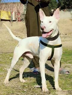 kohati gultair male age 10 month for sale