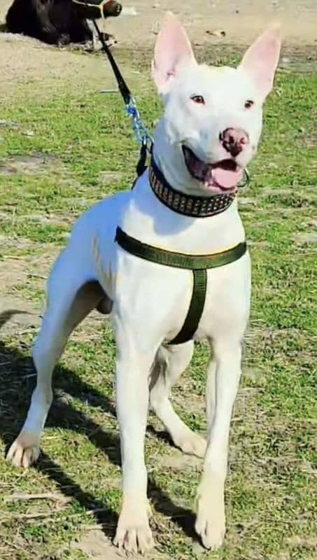 kohati gultair male age 10 month for sale 4